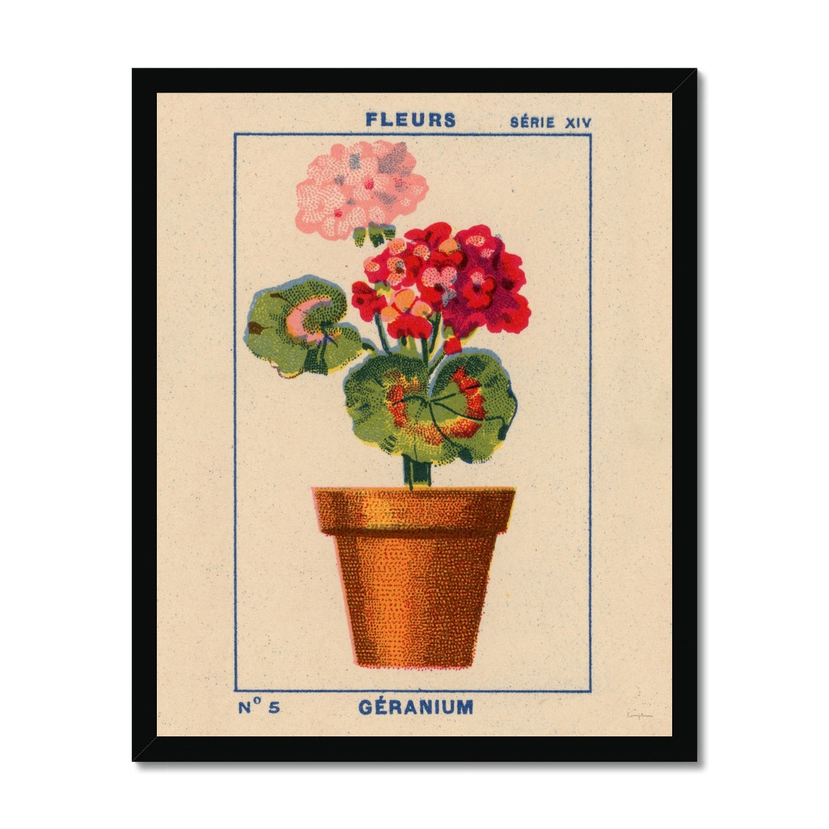 Geranium Framed Fine Art Print