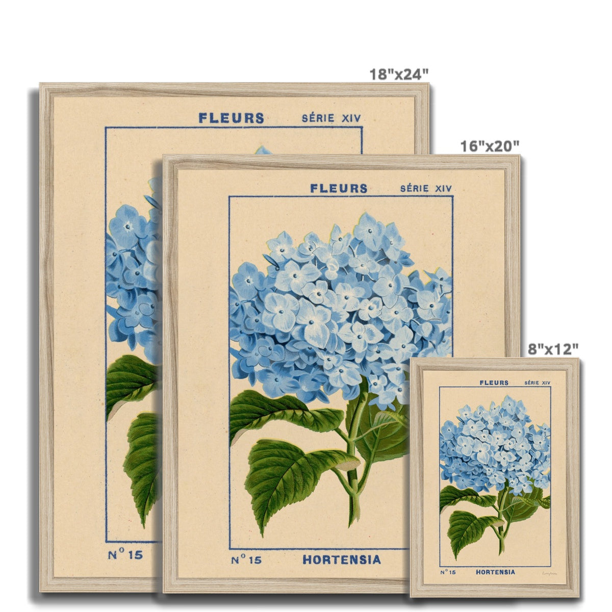 Hydrangea Framed Fine Art Print