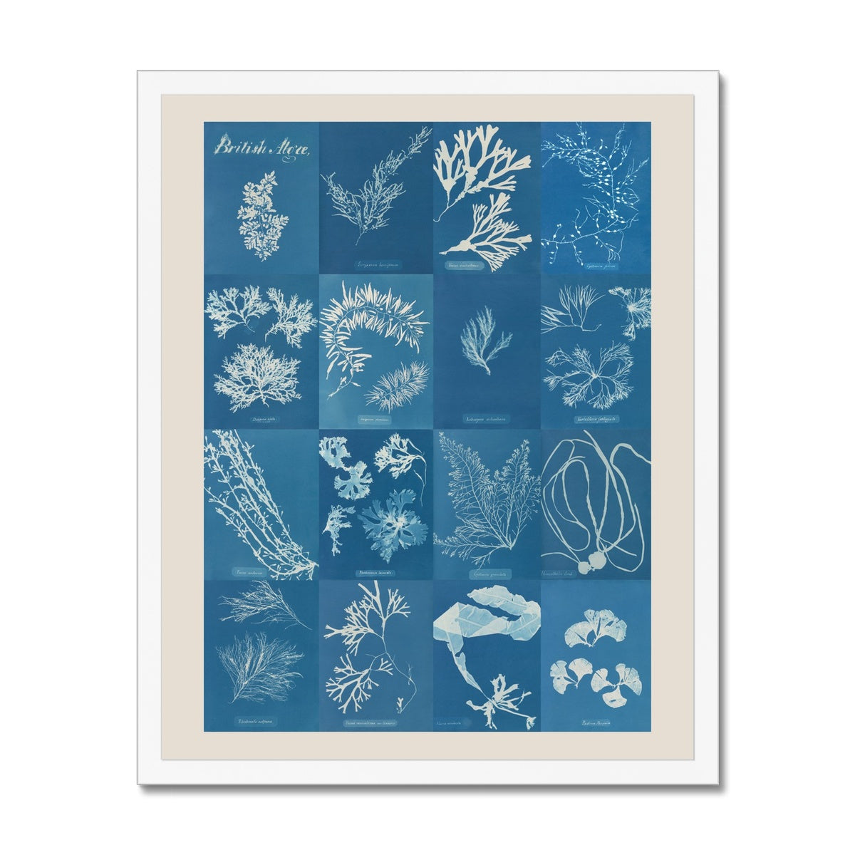 British Algae Cyanotype Impressions Framed Fine Art Print