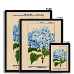 Hydrangea Framed Fine Art Print