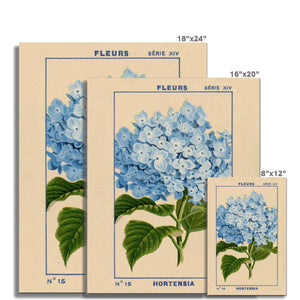 Hydrangea Fine Art Print