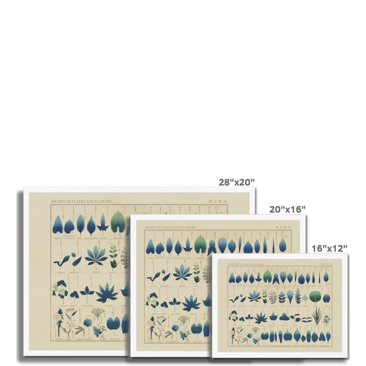 Japanese Shapes of Leaves & Flowers Fine Art Print