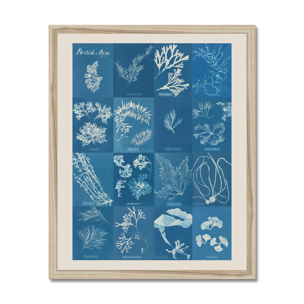 British Algae Cyanotype Impressions Fine Art Print