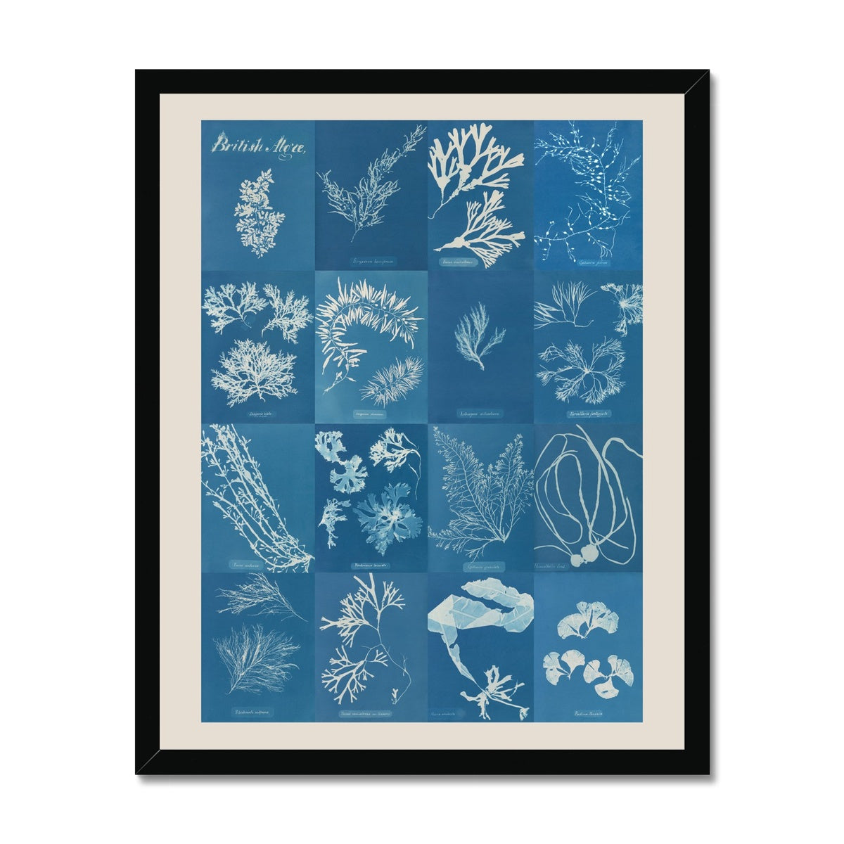 British Algae Cyanotype Impressions Fine Art Print