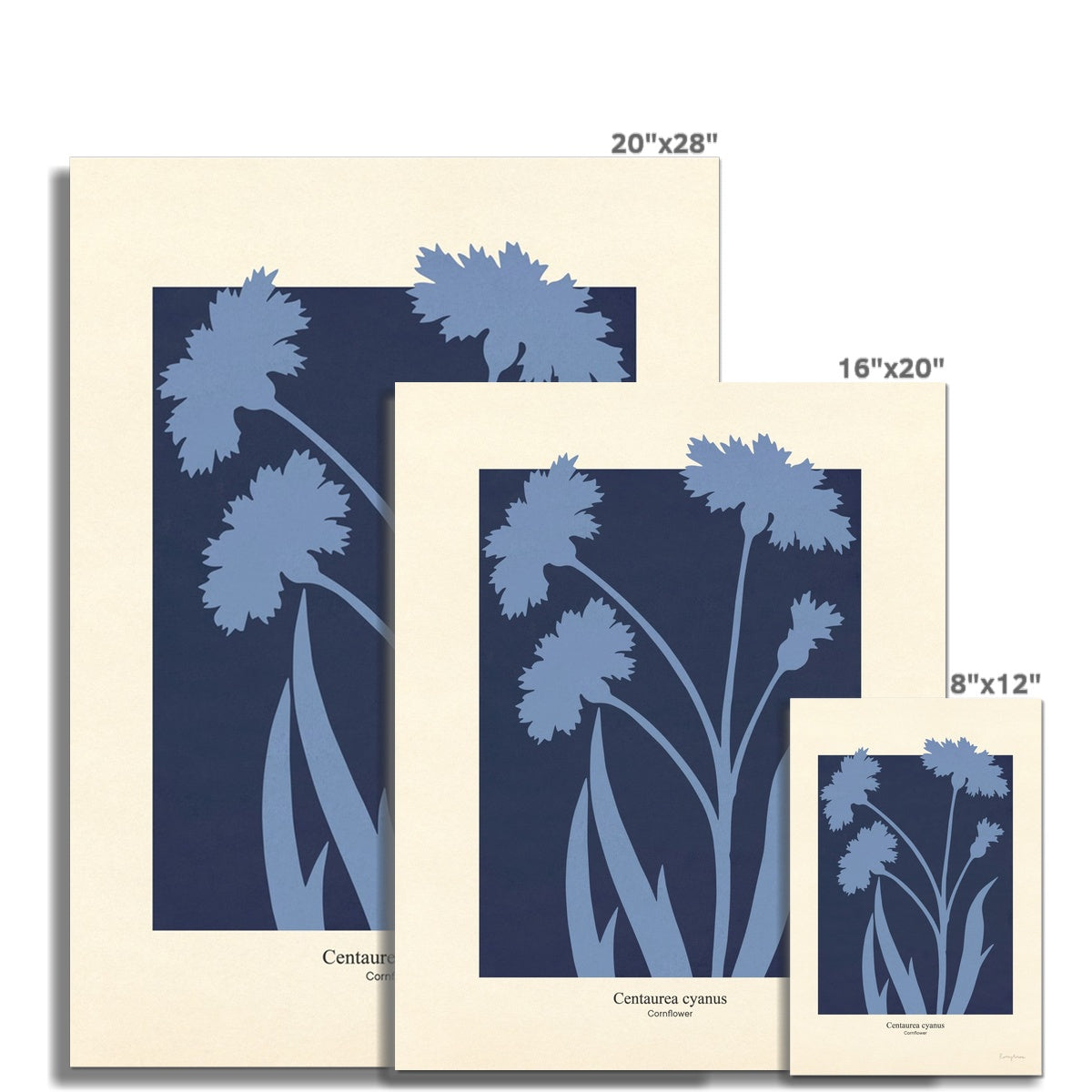 Philipp Otto Runge Botanicals - Cornflower Fine Art Print