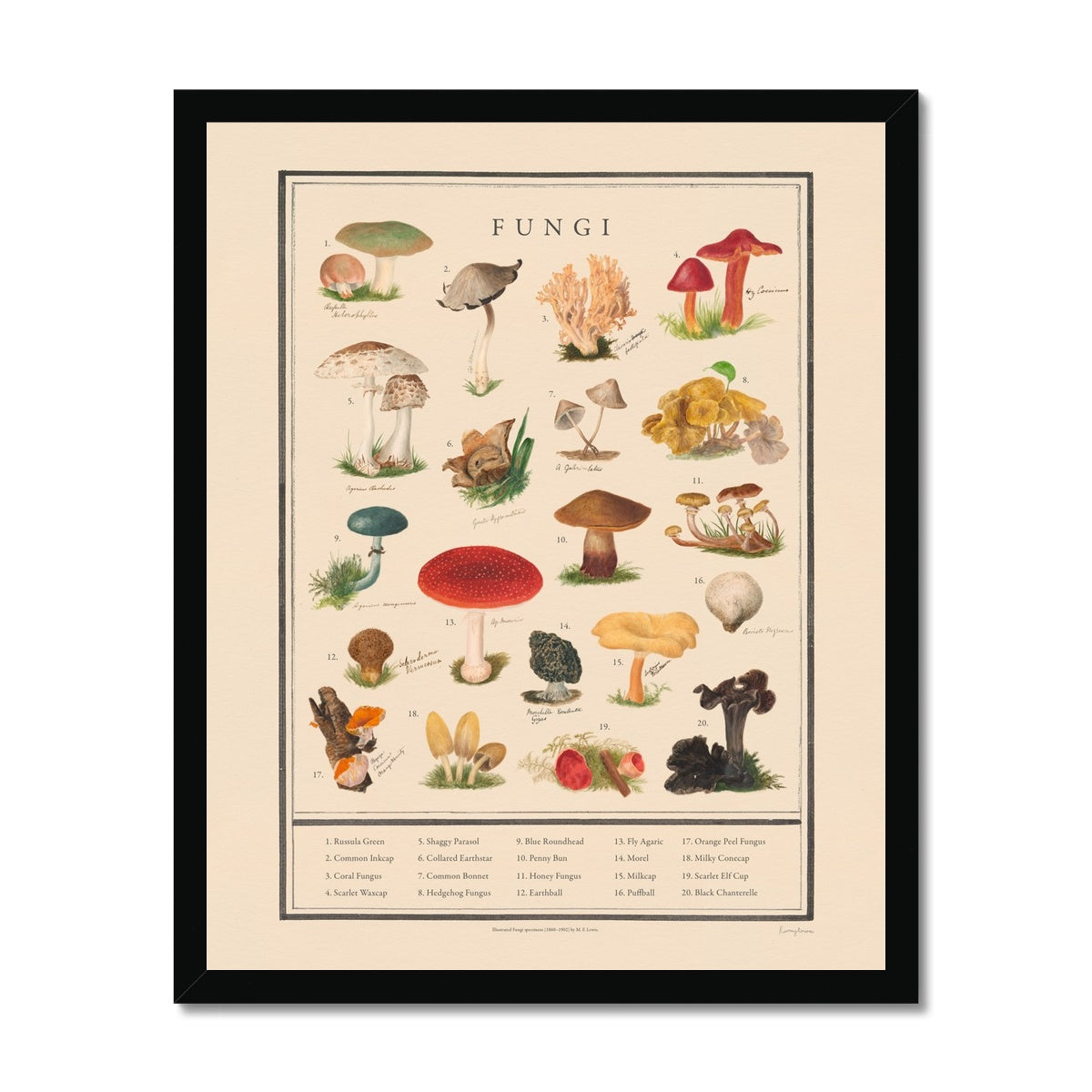 Fungi Fine Art Print