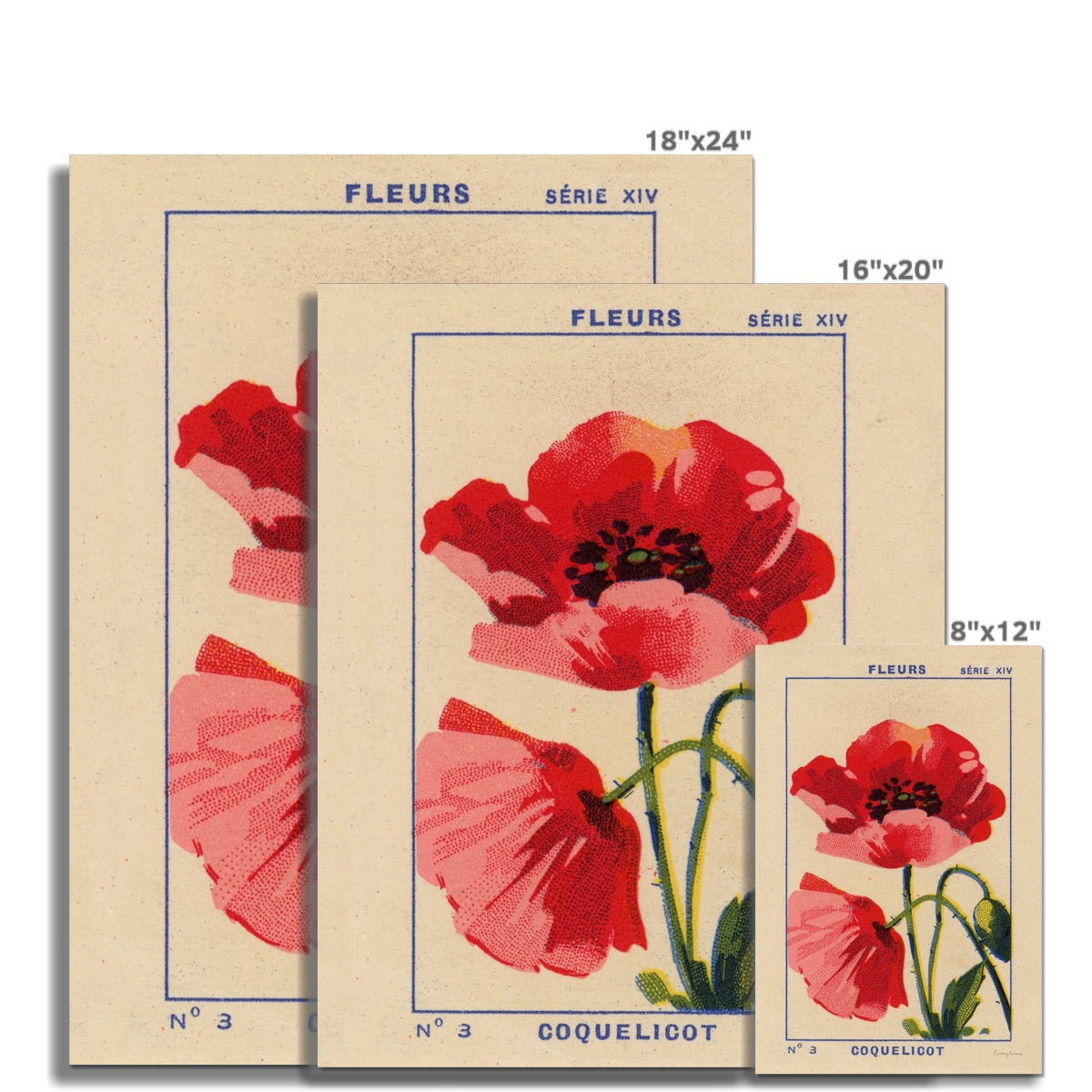 Coquelicot (Poppy) Fine Art Print