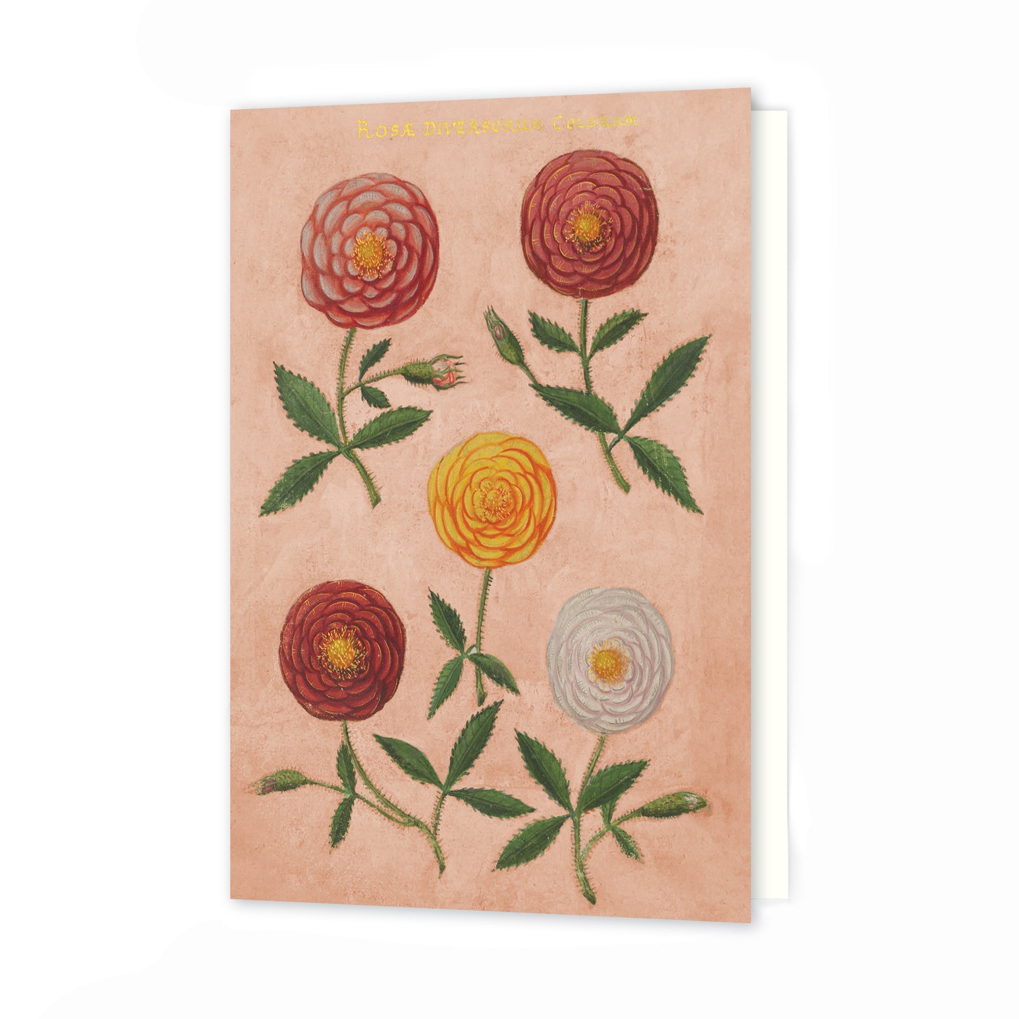 Greetings Card - Pink Festival of Flowers