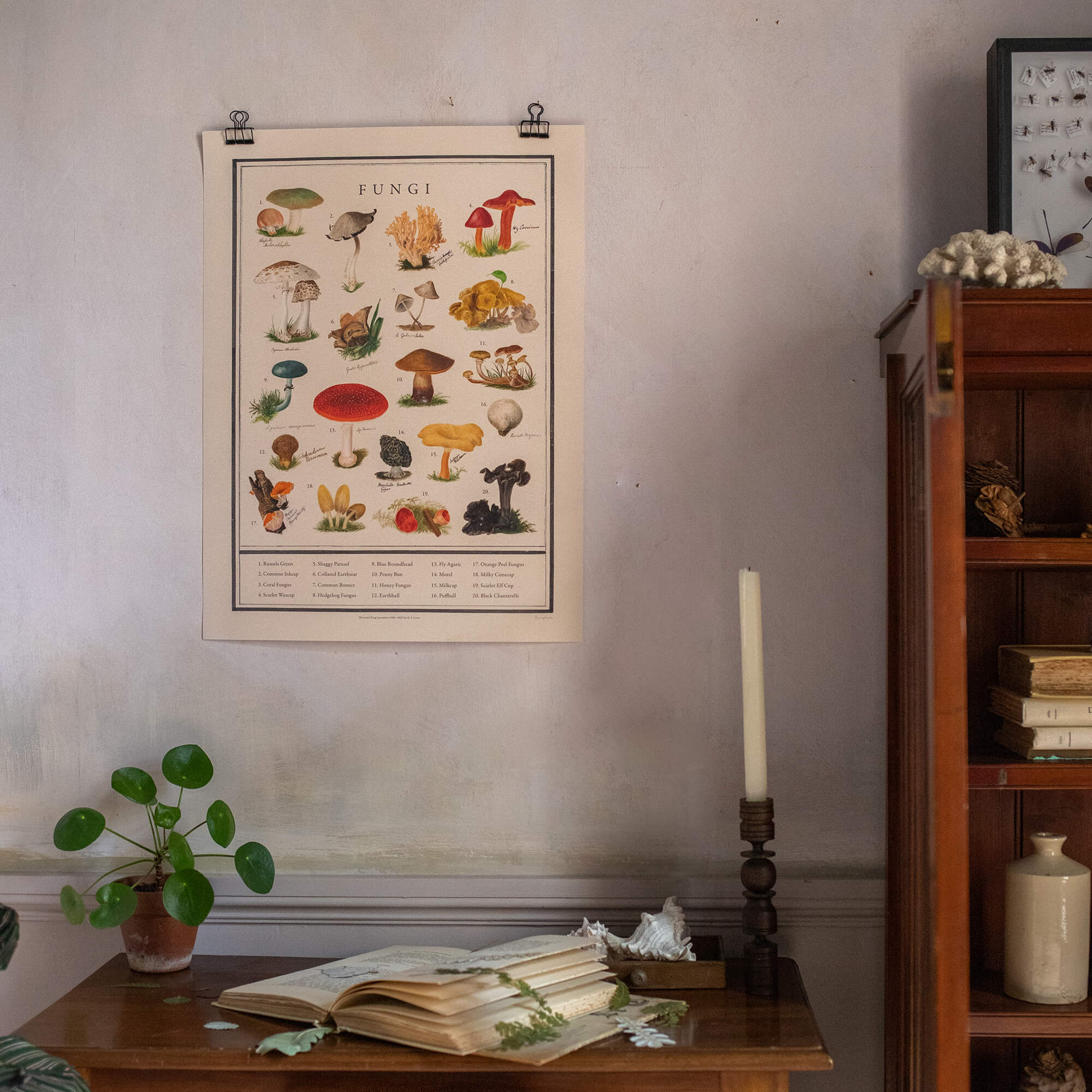 Fungi Fine Art Print