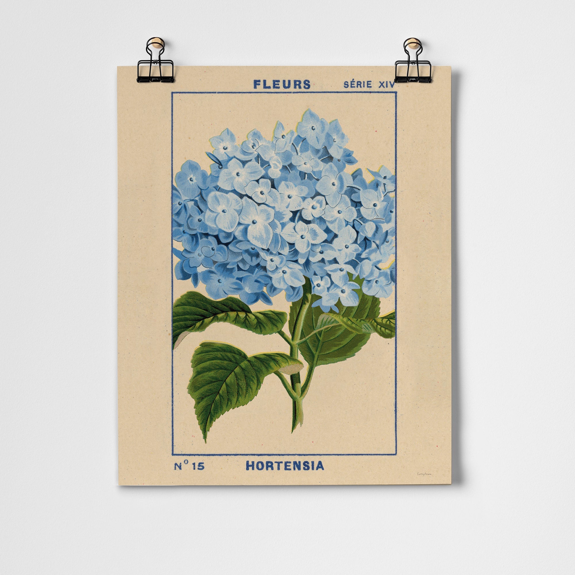 Hydrangea Fine Art Print – Roomytown USA