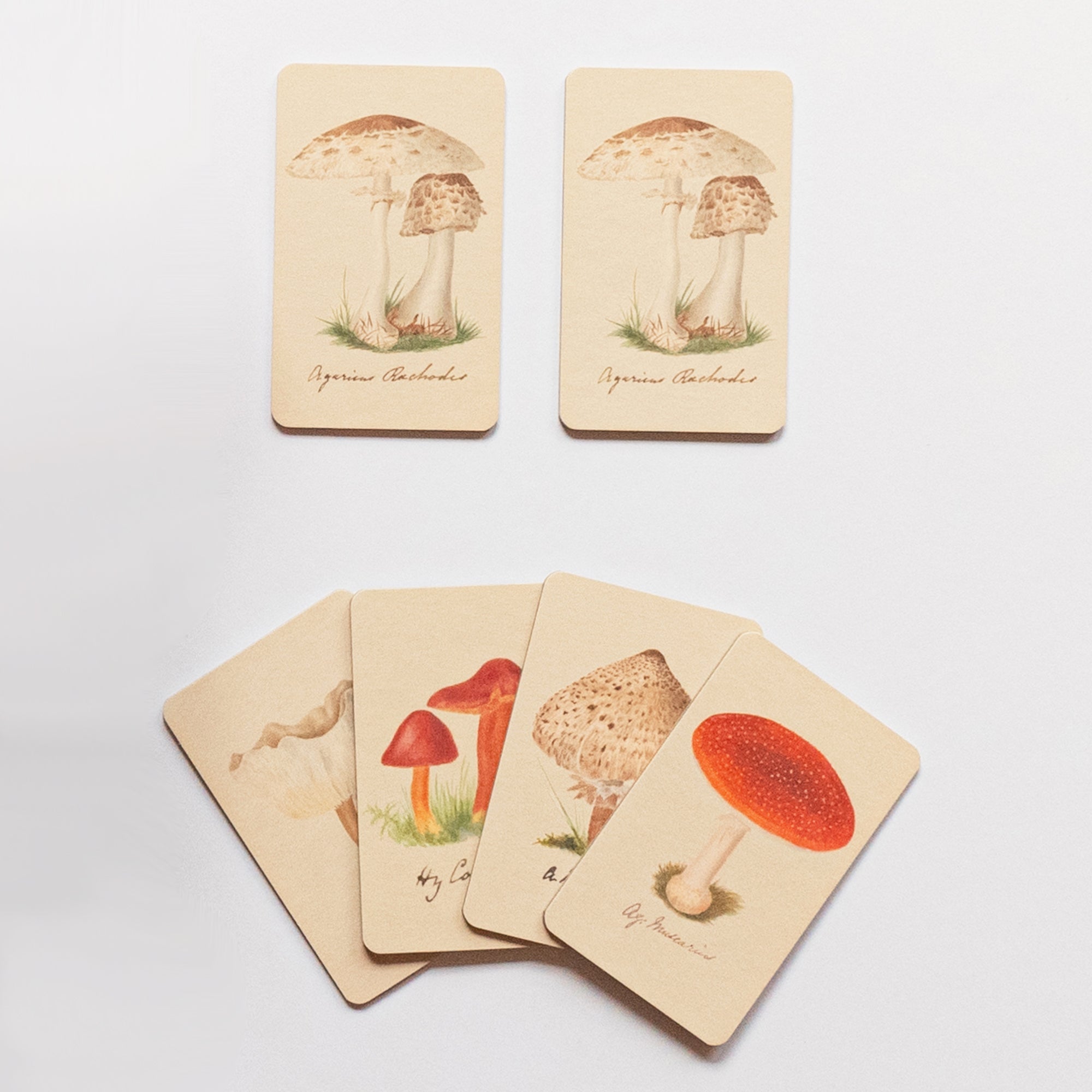 Matching Game - Fungi