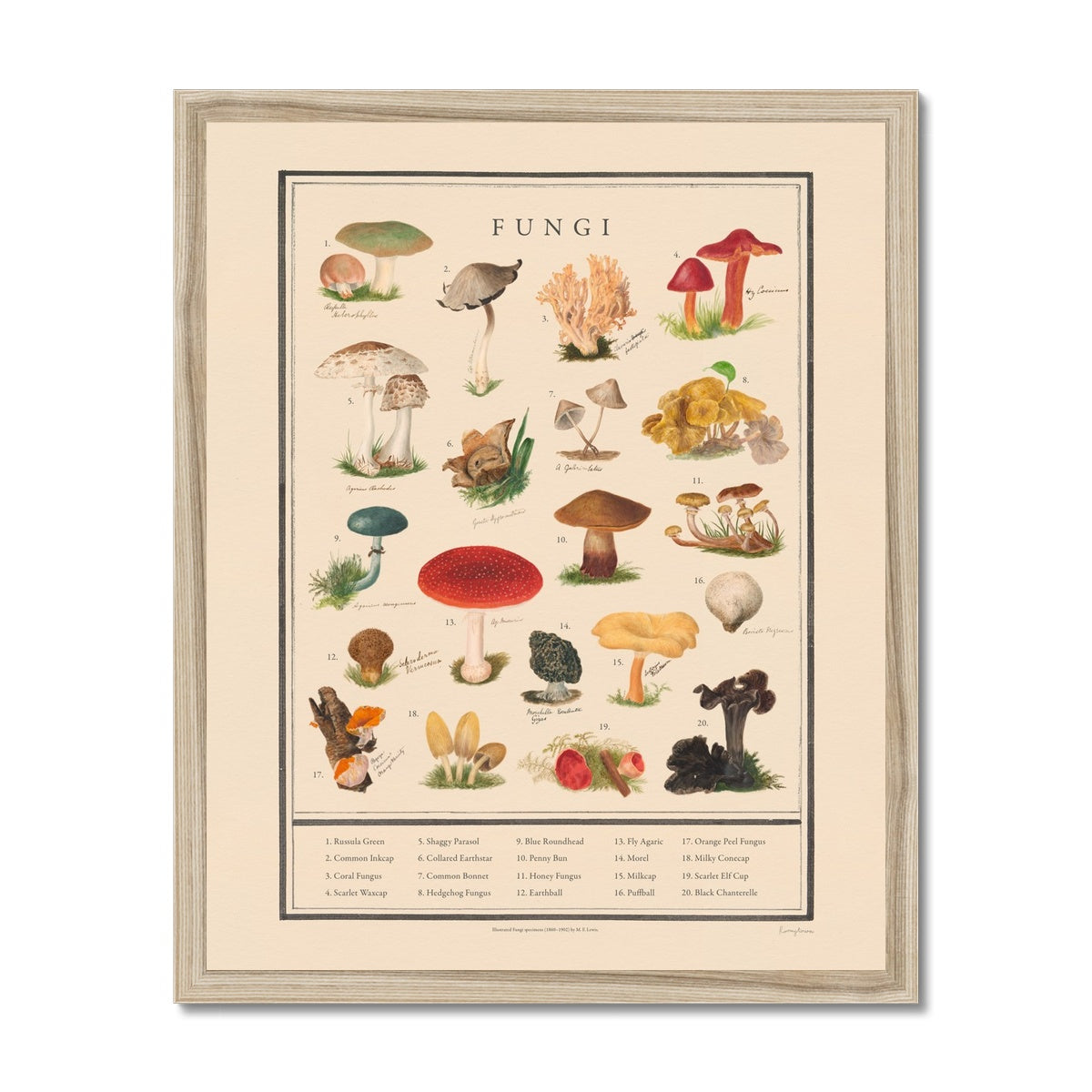 Fungi Fine Art Print