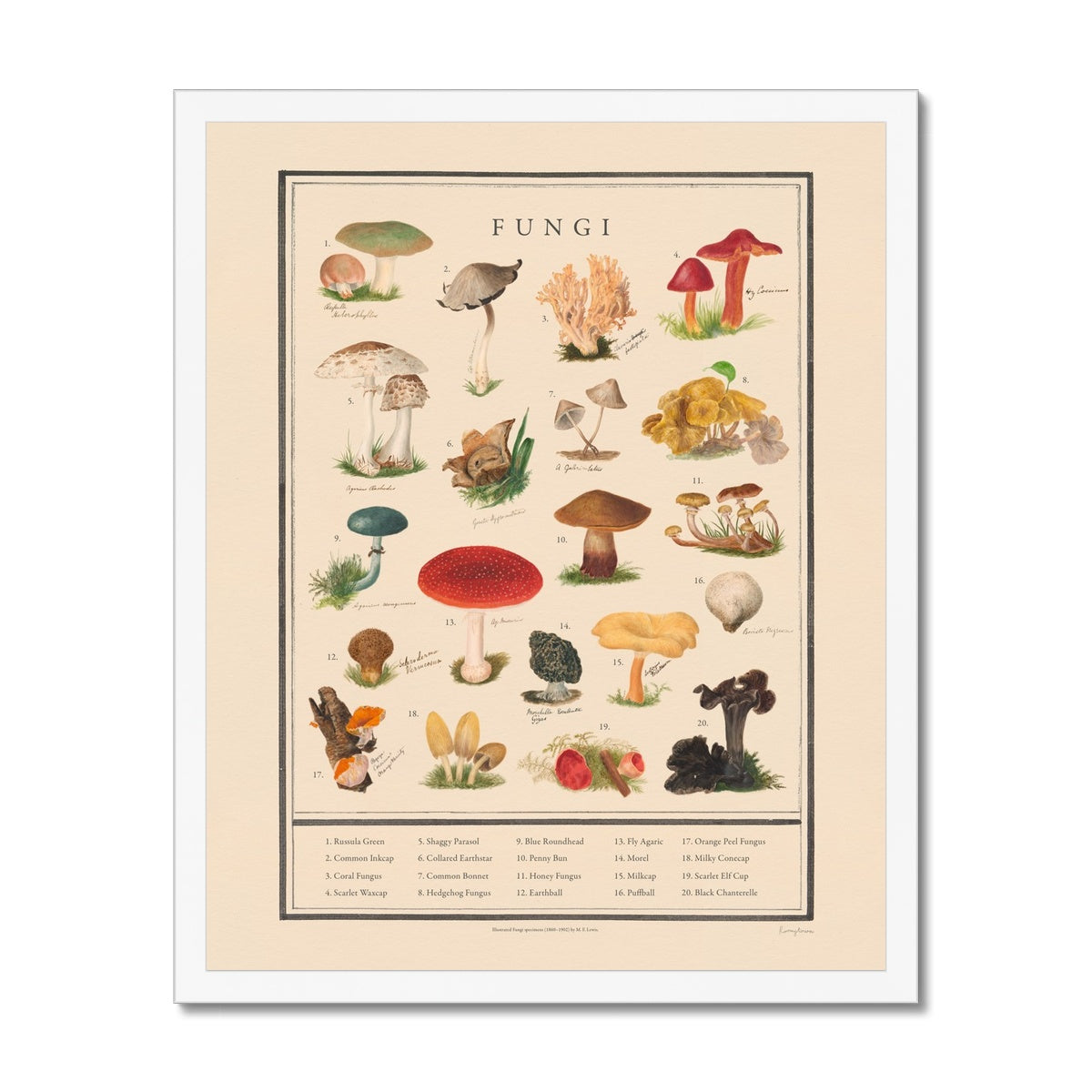 Fungi Framed Fine Art Print