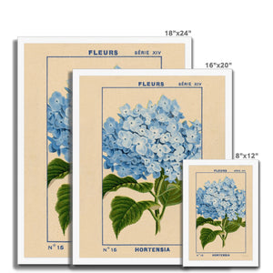 Hydrangea Framed Fine Art Print