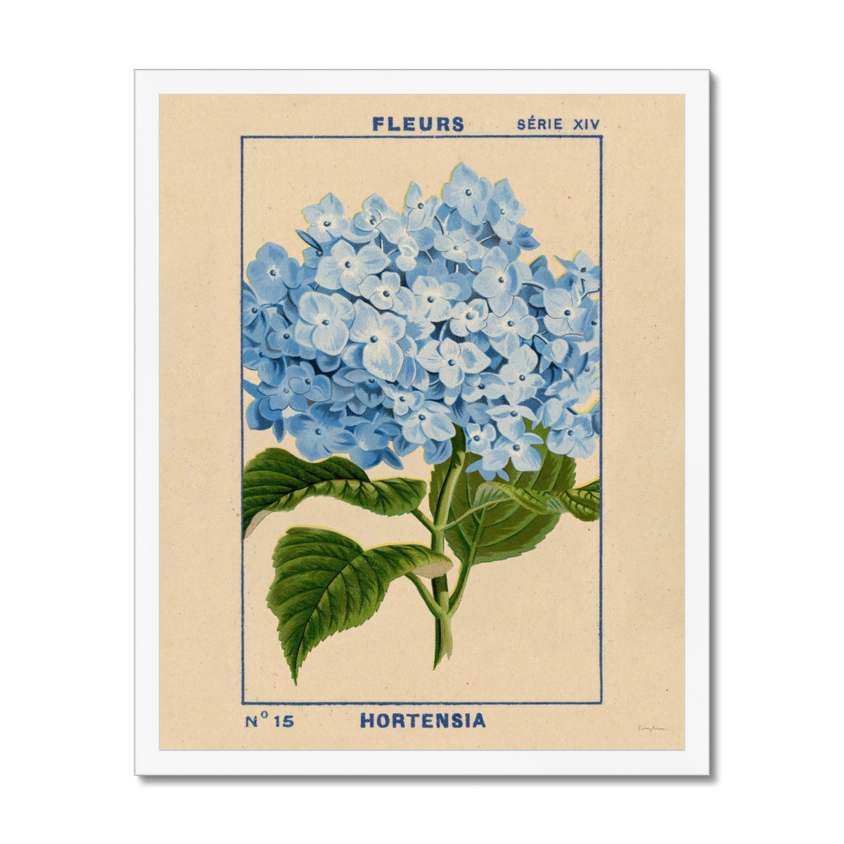 Hydrangea Framed Fine Art Print