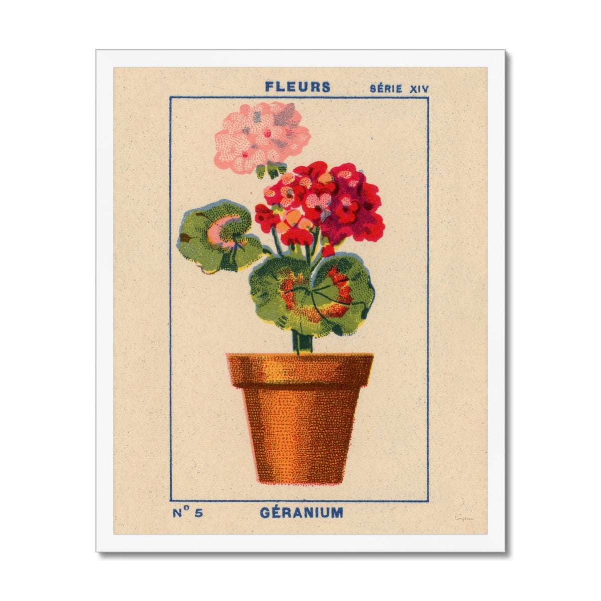 Geranium Fine Art Print