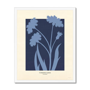 Philipp Otto Runge Botanicals - Cornflower Framed Print